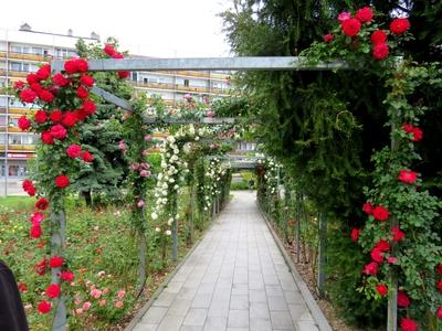 Rose peergola - Veszprém-stock-foto