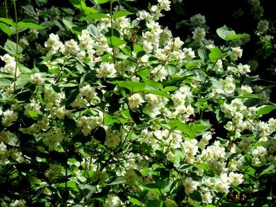 Jasmine - Flower - Nature-stock-foto