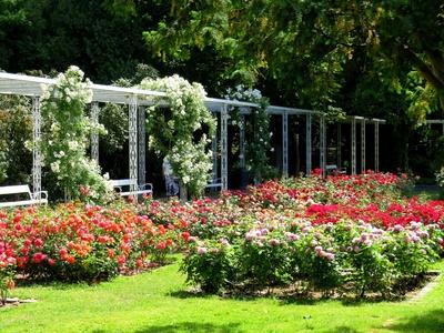 Rose Garden - Margaret Island - Nature-stock-foto