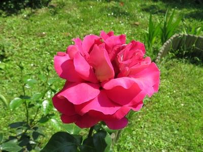 Rose - Mature - Flower-stock-foto