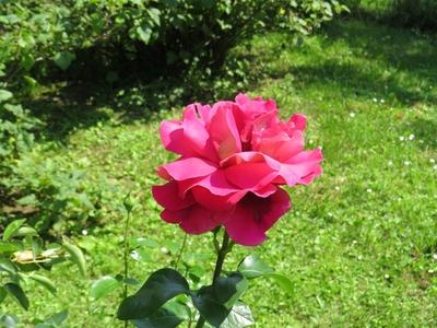 Rose - Flower - Nature-stock-foto