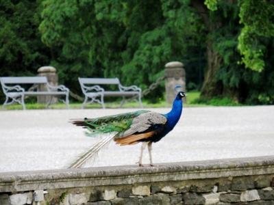 Peacopck - Austria - Nature-stock-foto