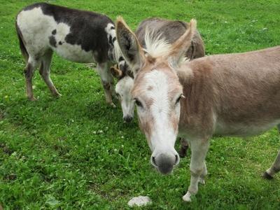 Donkeys - Nature - Austria-stock-foto