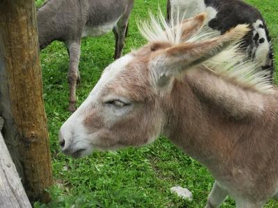 Donkey - Austria - Nature-stock-foto