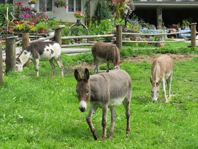Donkeys - Nature - Austria-stock-foto