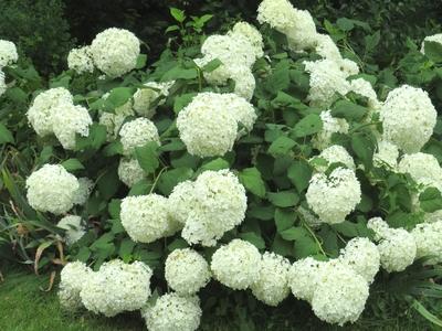 Ball roses - Nature - Graz-stock-foto