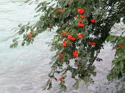 Flowering tree branch leading into Insel river - Austria-stock-foto