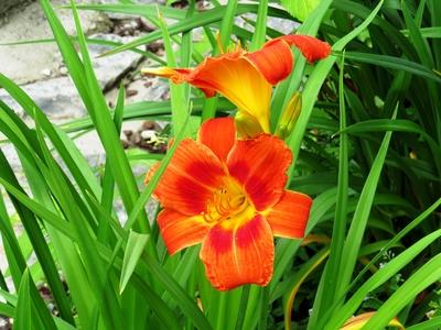 Fire lily - Lienz - Flower - Austria-stock-foto