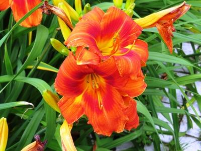 Fire lily - Lienz - Austria-stock-foto