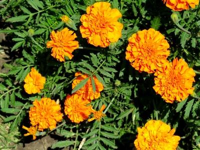 Tagetes flower - BUdapest - Nature-stock-photo