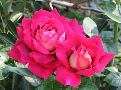Red roses - Pair - Summer - Nature-stock-foto