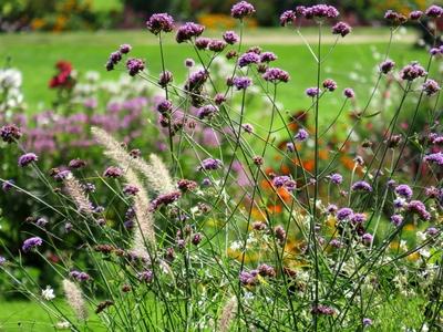 Flowers in Margaret Island - BUdapest-stock-foto