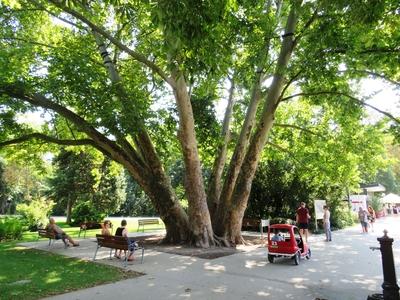 Six branched Sycamore tree - Budapest - Nature-stock-foto