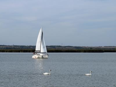 Sailing on the Lake with Swans-stock-foto