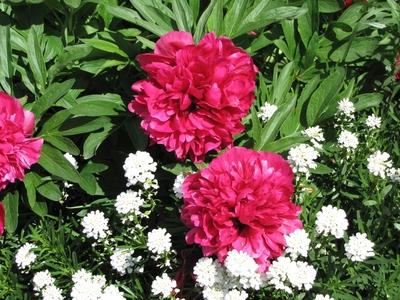 Hollókõ, 2016. május 16.Pünkösdi rózsa Pünkösd hétfõn a hollókõi ófalu egyik udvarában.-stock-foto