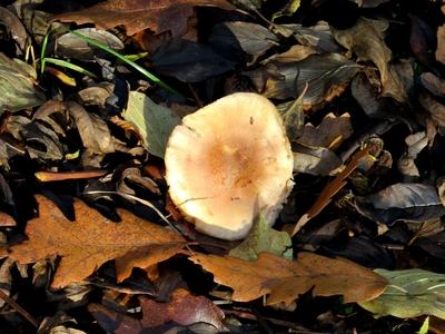 Forest mushroom - Colors of Nature - Autumn-stock-photo