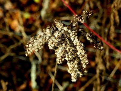 Colors of Nature - Autumn leaning into Winter-stock-foto