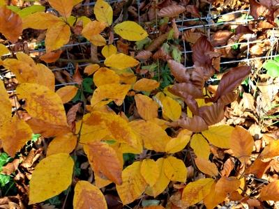 Colors of Nature - Autumn leaning into Winter-stock-foto