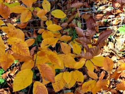 Colors of Nature - Autumn leaning into Winter-stock-photo