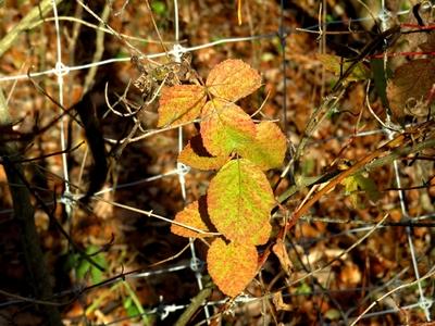 Colors of Nature - Autumn leaning into Winter-stock-foto