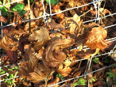 Colors of Nature - Autumn leaning into Winter-stock-photo