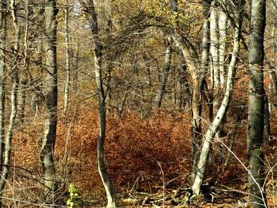 Colors of Nature - Autumn leanin g into Winter-stock-foto
