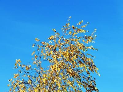 Autumn leaning into Winter - Colors of Nature-stock-photo
