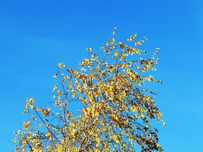 Autumn leaning into Winter - Colors of Nature-stock-foto