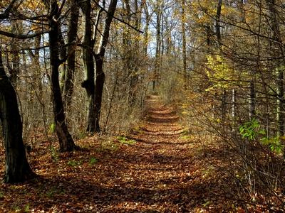 Colors of Nature - Autumn leaning into Winter-stock-photo