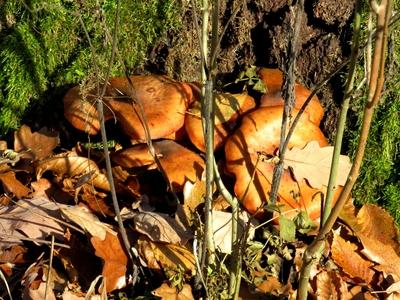 Truffles - Colors of Nature - Autumn leaning into Winter-stock-foto