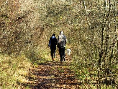 Colors of Nature - Walking in the Forest - Autumn-stock-photo