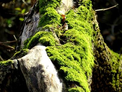 Fallen tree trunk covered with moss - Colors of Nature-stock-foto