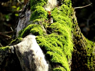 Fallen tree trunk covered with moss - Colors of Nature-stock-photo