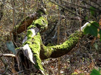 Fallen tree trun covered with moss - Colors of Nature-stock-foto