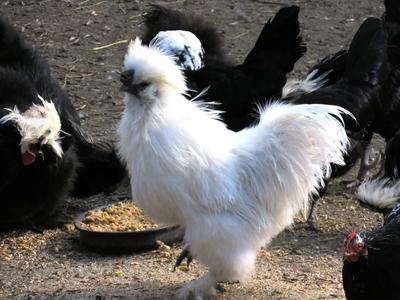 Chinese silk hen - Budapest - Zoo-stock-photo