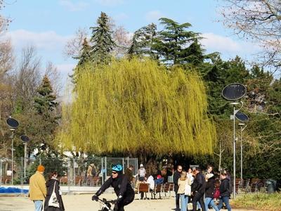 Spring in Budapest - Margaret Island - Sad Willow-stock-foto