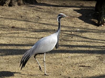 Gray heron - Bird - Budapest - Zoo-stock-foto