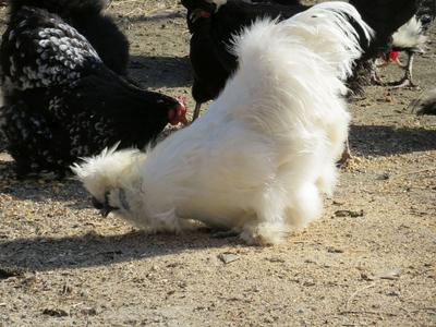 Chinese white silk hen - Budapest - Zoo-stock-foto