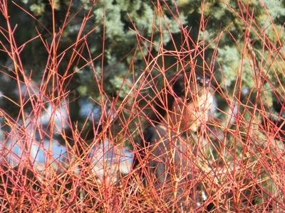Spring in Budapest - Girl behind reddish shoots-stock-foto