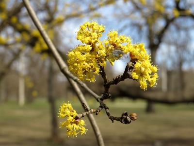 Flowering branch - Budapest - Spring - Nature-stock-foto