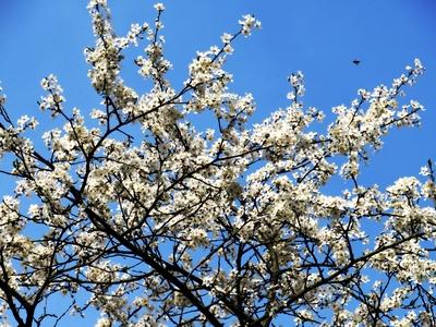 Flowering wild plums - Nature - Spring - Budapest-stock-photo