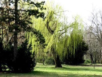 Budapest - Spring - Greening sad willoiw - Nature-stock-foto