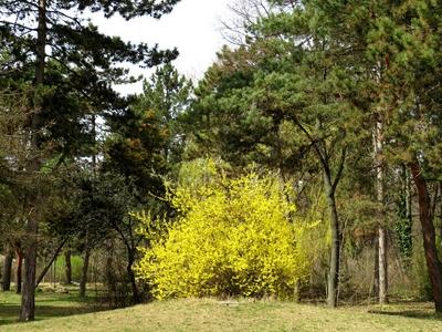 Goldn rain - Nature - Budapest - Spring-stock-foto