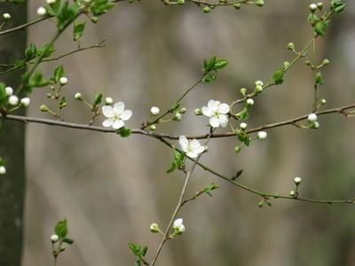 Flowering branches - Spring - Budapest -Nature-stock-foto