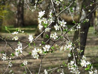 Flowering wild plums - Nature - Spring - Budapest-stock-foto