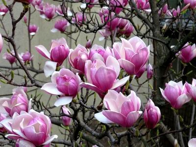 Magnolia flower - Budapest - Nature - Spring-stock-foto