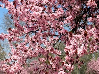 Bloominh Cherry tree branches - Spring - Budapest-stock-foto