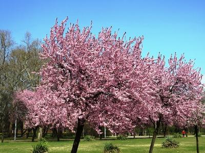 Blooming cherry trees - Budapest - Spring-stock-photo
