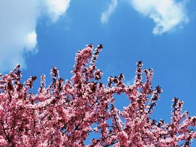 Blooming Cherry tree branches - Spring - Budapest-stock-foto