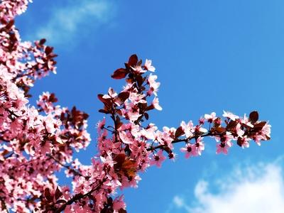 Blooming Cherry tree branch - Budapest - Spring-stock-foto